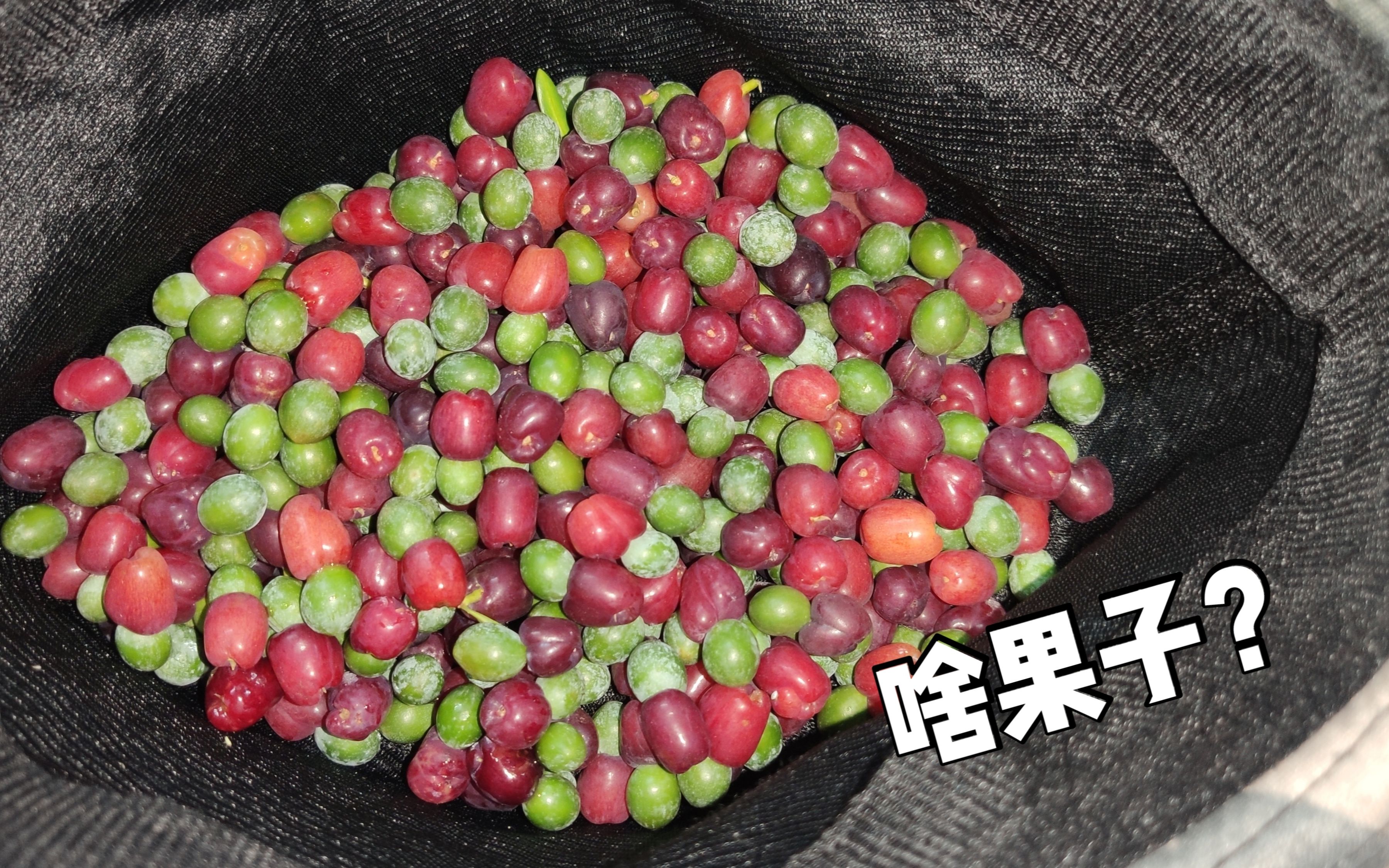 罗汉松果子功效与作用(罗汉松果子:养生佳品,增强免疫力)
