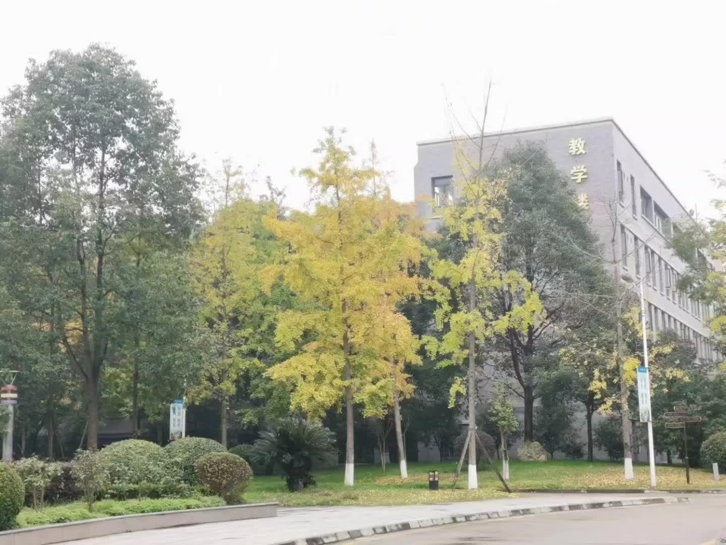 银杏也早已换上了金色的外衣,全身散发出了成熟的香气.