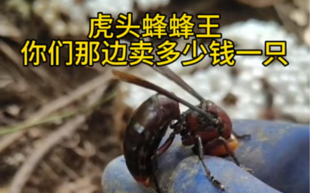 听说虎头蜂蜂王要10块以上一只是真的吗,你们那边卖多少#山货 #胡蜂