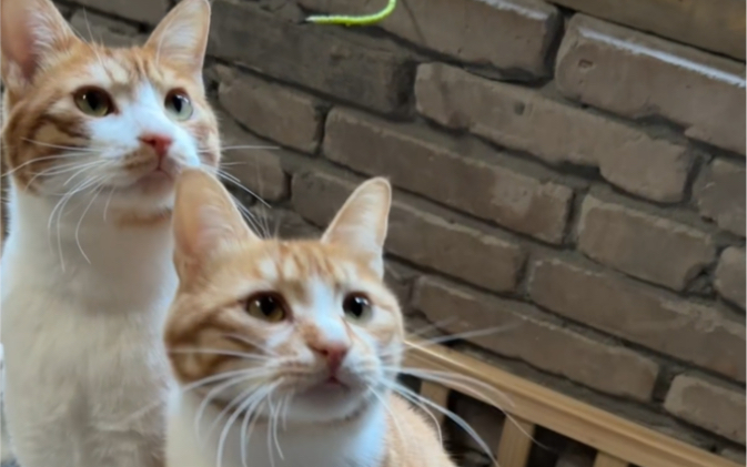 能将一群小猫咪从小养成猪是一件超级自豪的事情-田园猫宝-田园猫宝-哔哩哔哩视频