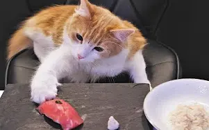 寿司猫 搜索结果 哔哩哔哩 Bilibili