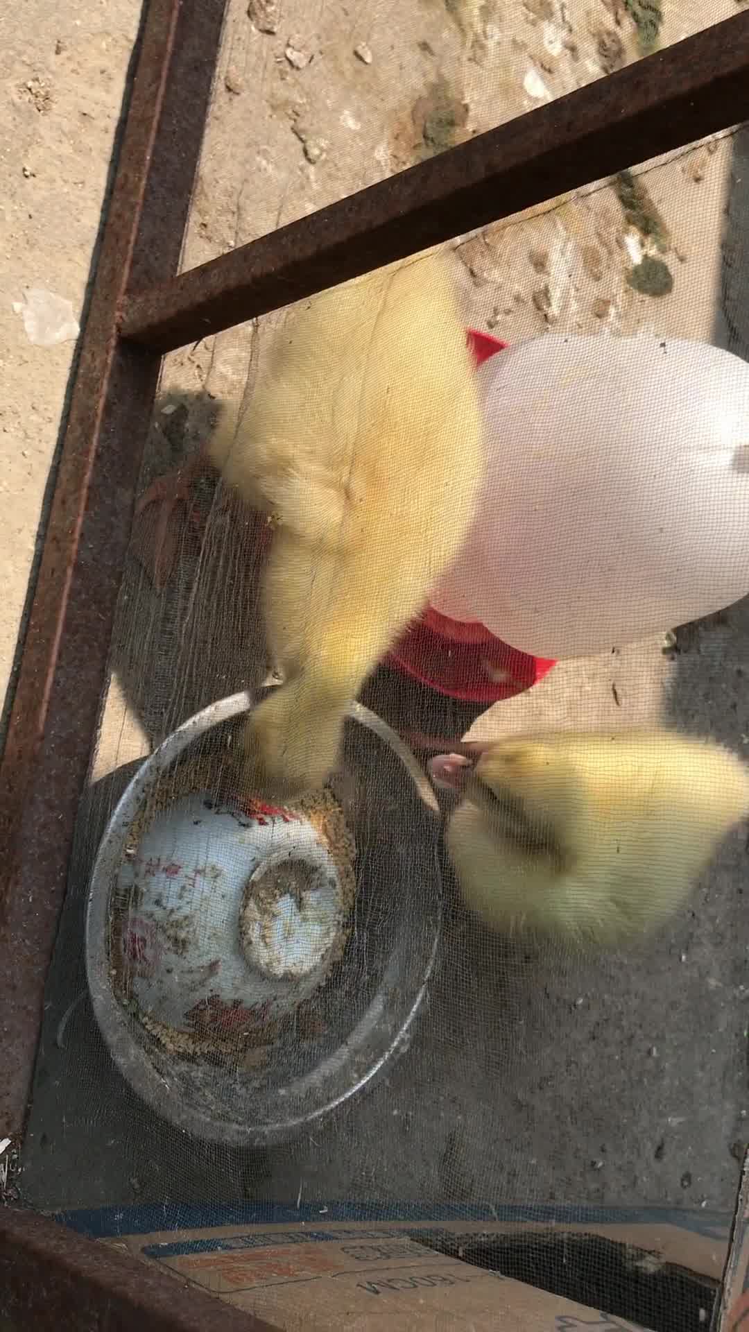 活动作品小奶鹅成长记