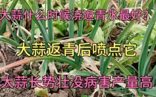 Download Video: 大蒜什么时候浇水最好？返青后喷点东西，苗长势壮没病害产量高