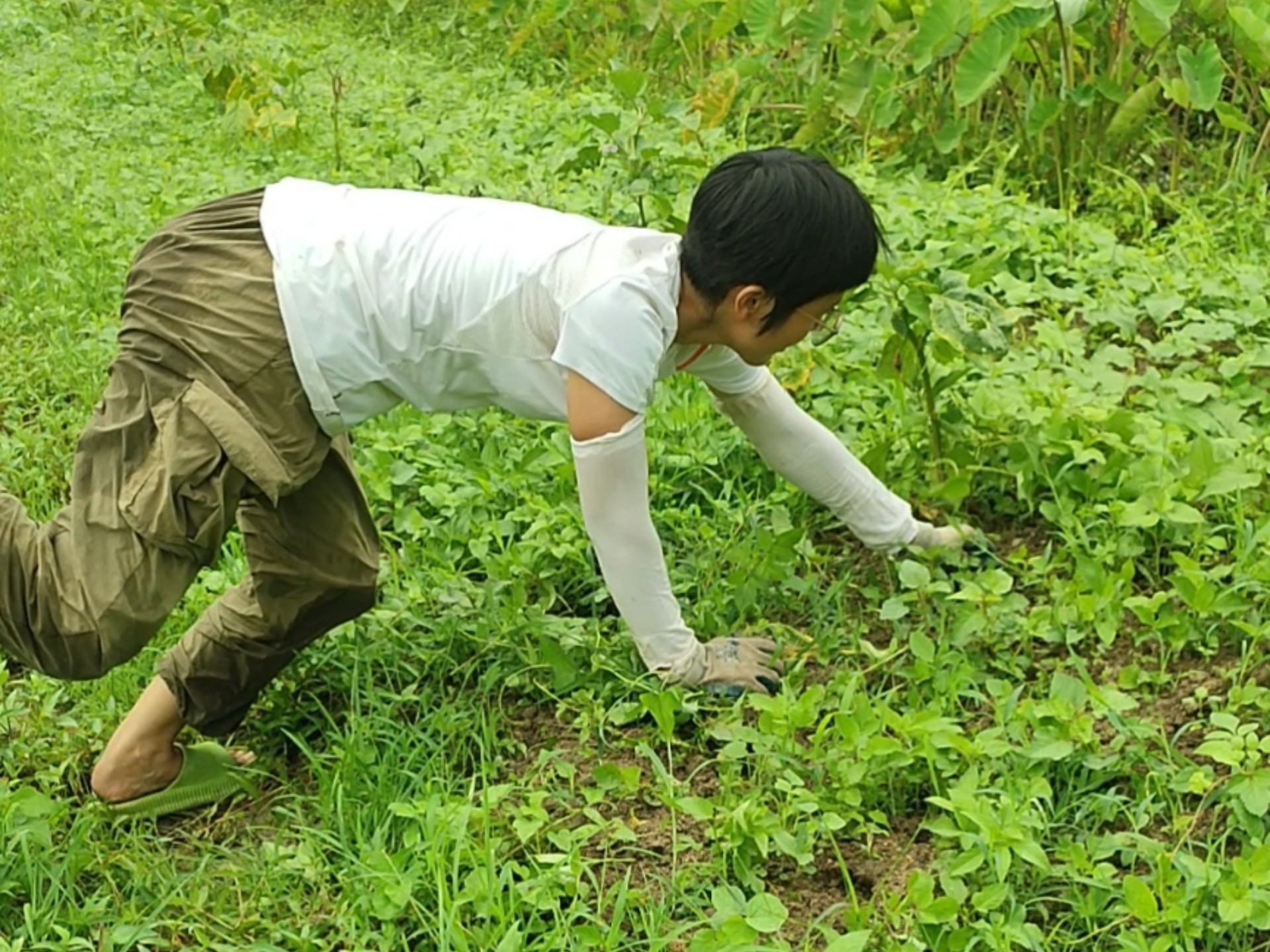 按照自然农法的方式,怎么控制繁殖力特别强的草?