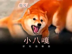 Download Video: 鬼迷日眼的柴犬，又叫小八嘎。30斤的体重29斤的反骨，有喜欢的吗？