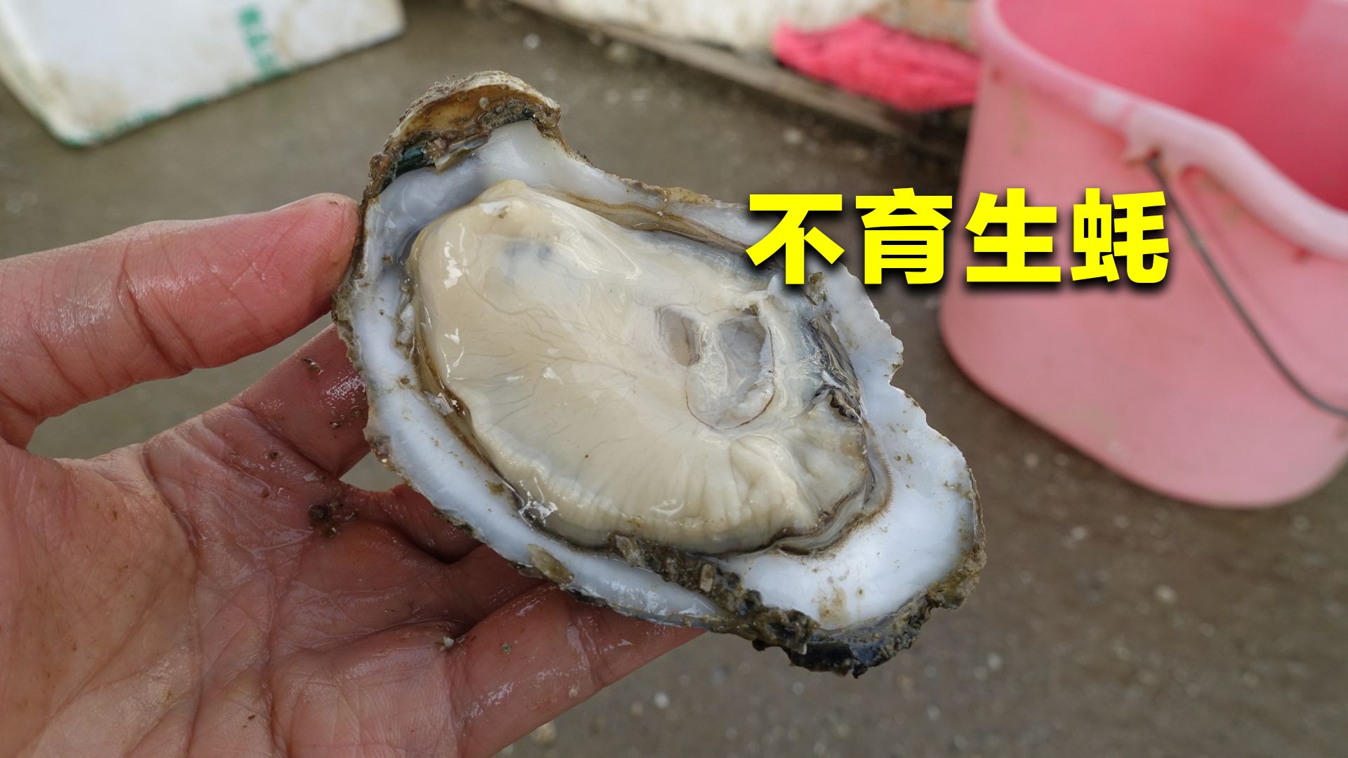 市面上以"壮阳"为名的生蚝,却早已被人类,改造成不孕不育