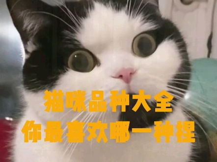 猫咪品种大全,你更喜欢哪一种?哔哩哔哩bilibili