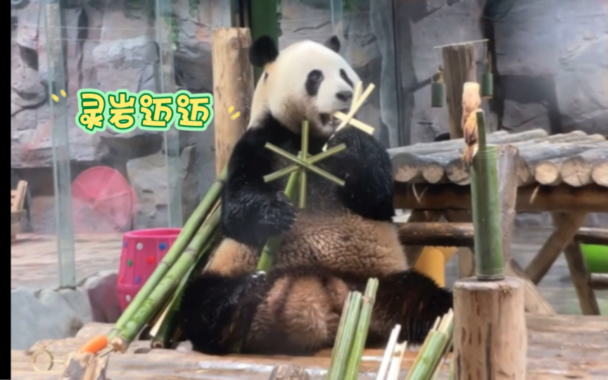 【灵岩迈迈】栾川重渡沟的竹筒奶奶给灵岩迈迈做了小竹筒、玩具眼镜和风车,胖岩和迈迈都给吃了,吃得还挺香,看来奶奶用的竹子很不错!哔哩哔哩...