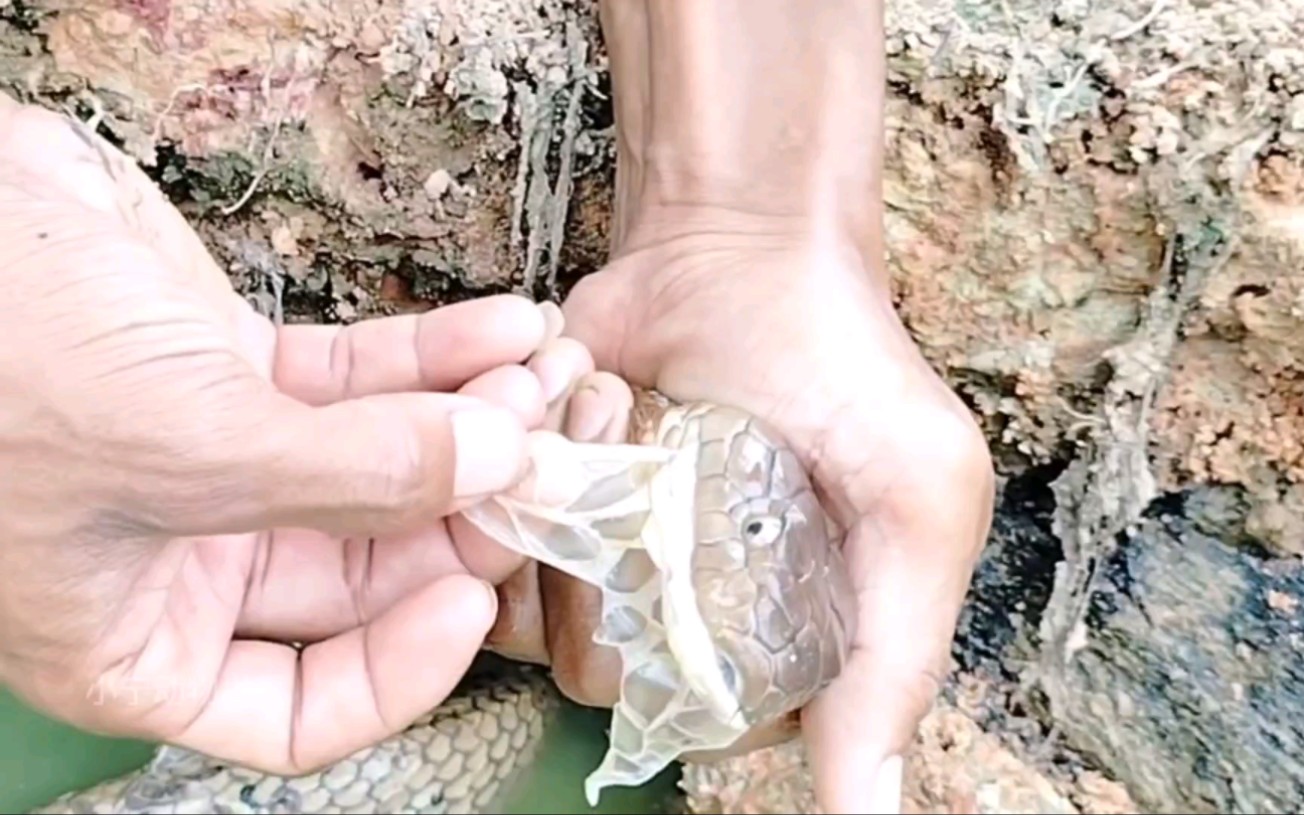 给眼镜王蛇洗澡蜕皮,一副不情愿的样子