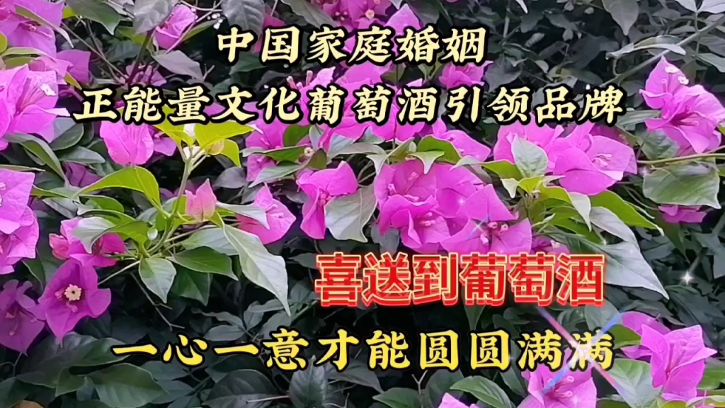 紫色的树花盛开美景,鲜花风景秀丽,赏心悦目真好看,心情美美哒哔哩哔哩bilibili