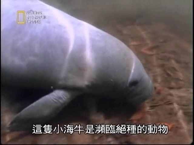 National Geographic 贝里斯传说 红树林美人鱼 英文中字哔哩哔哩bilibili