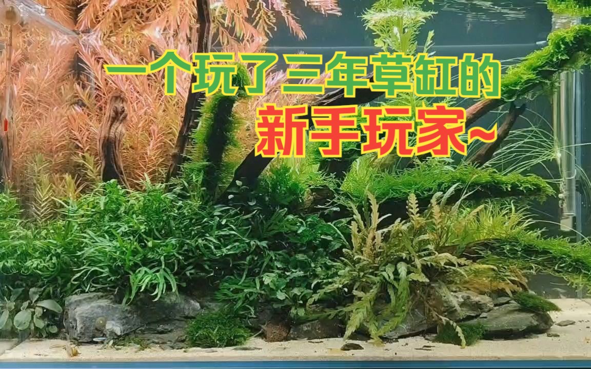 80缸ada风草缸造景,已开缸2个月