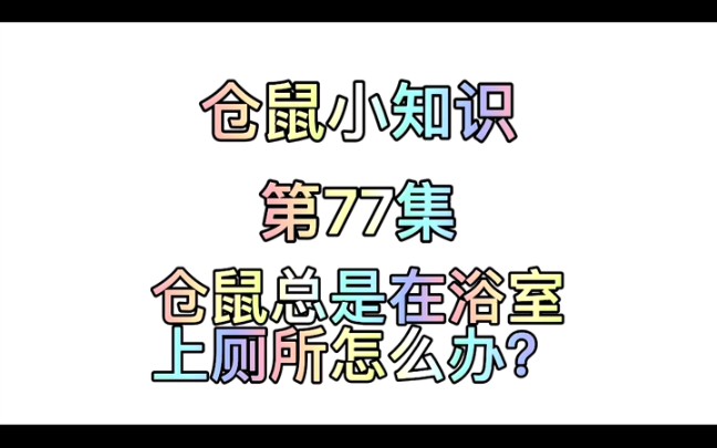 仓鼠小知识第77集:仓鼠总是在浴室上厕所怎么办?哔哩哔哩bilibili