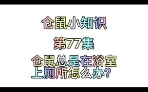 下载视频: 仓鼠小知识第77集：仓鼠总是在浴室上厕所怎么办？