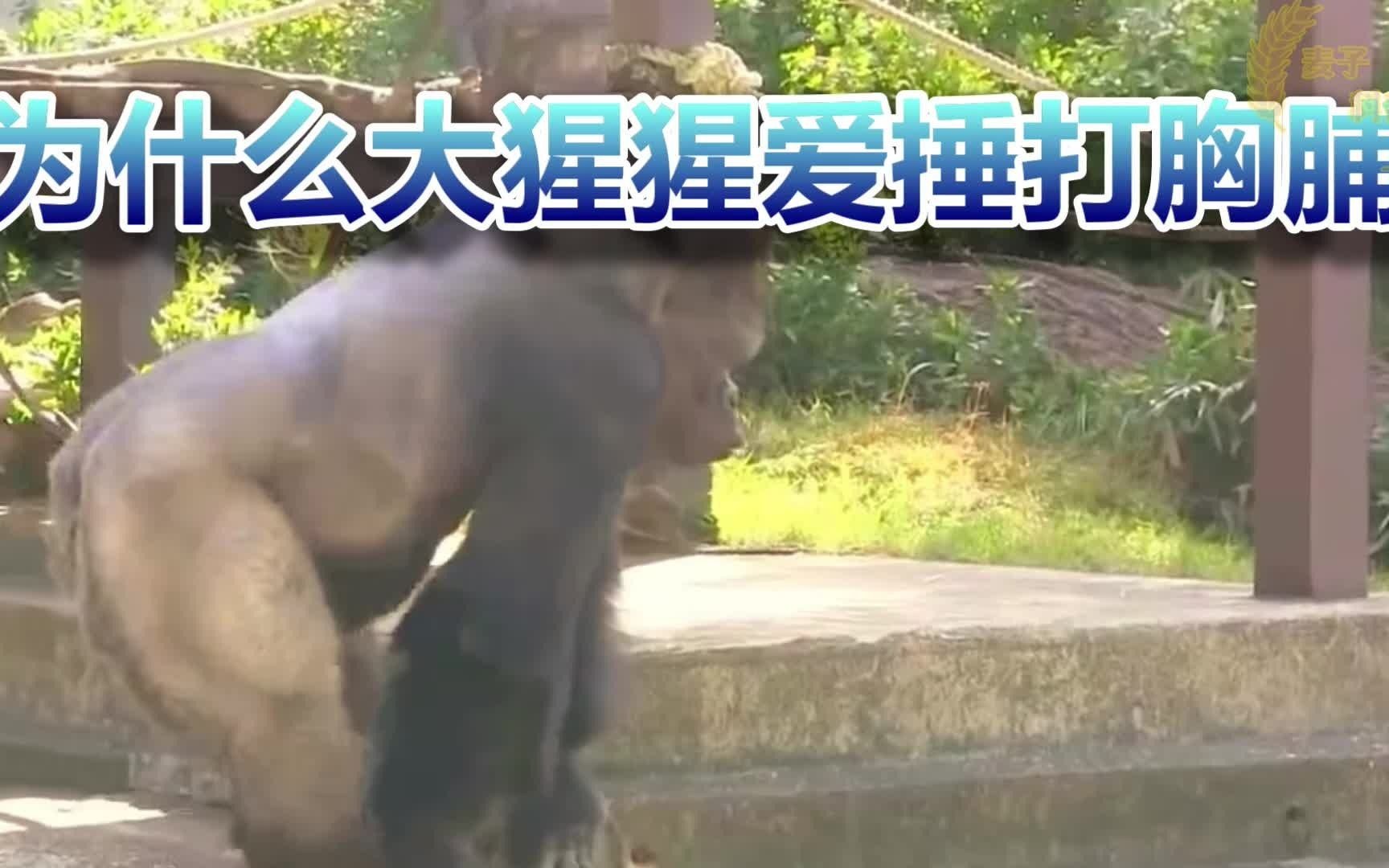 为什么大猩猩爱捶打胸脯哔哩哔哩bilibili