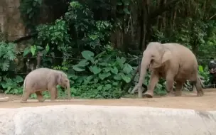 Descargar video: 【亚洲象】安妮回家把小风落下了，又出来找她了😂