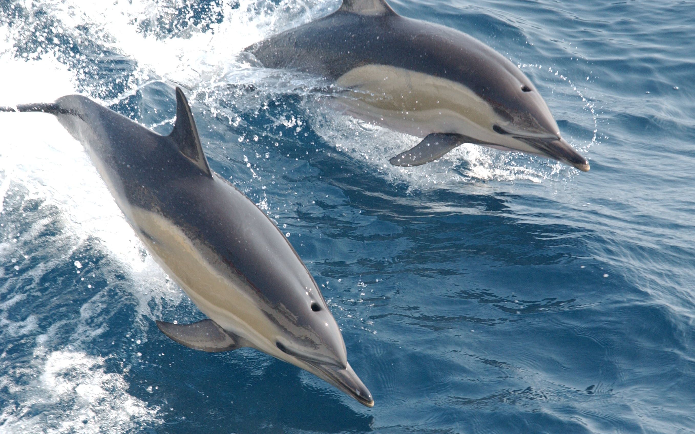 活动  重新认识"微笑天使"海豚