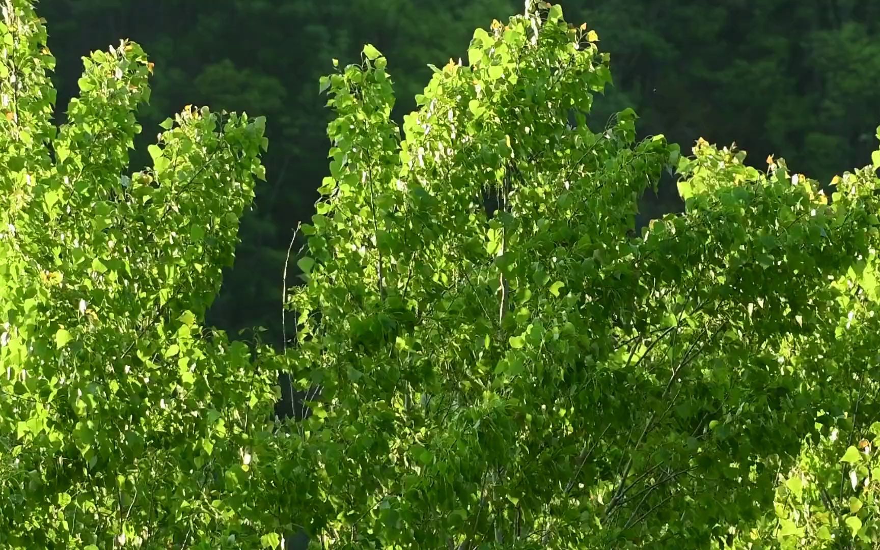 【空镜头】 树叶夏季绿树绿叶阳光 视频素材分享哔哩哔哩bilibili