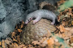 下载视频: 布拉格動物園的第2隻中華穿山甲寶寶有名字啦：康妮妹妹！！！