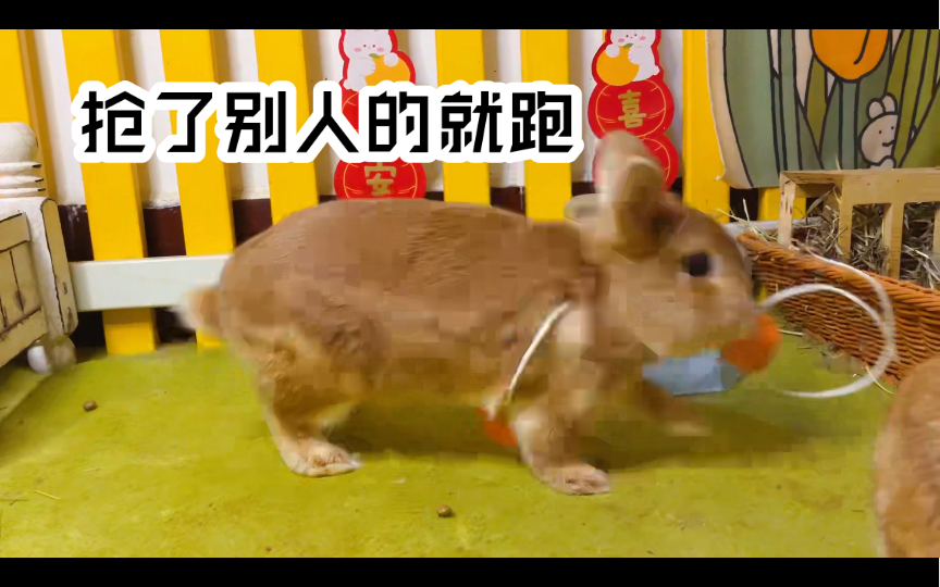 给六只兔子做胡萝卜项圈