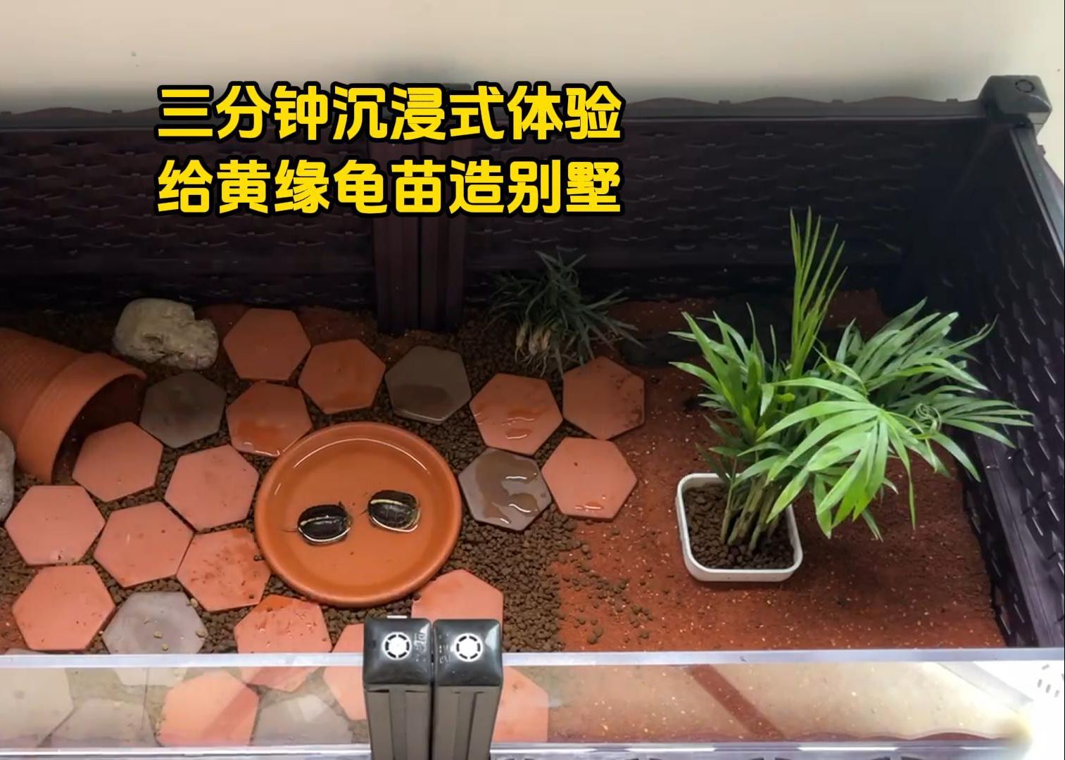 三分钟沉浸式体验给黄缘龟造别墅