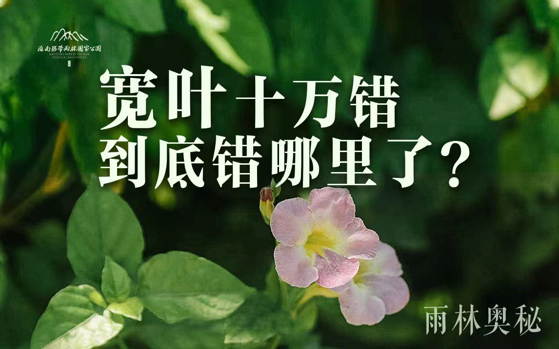 [图]植物篇：宽叶十万错 | 海南热带雨林国家公园科普视频系列