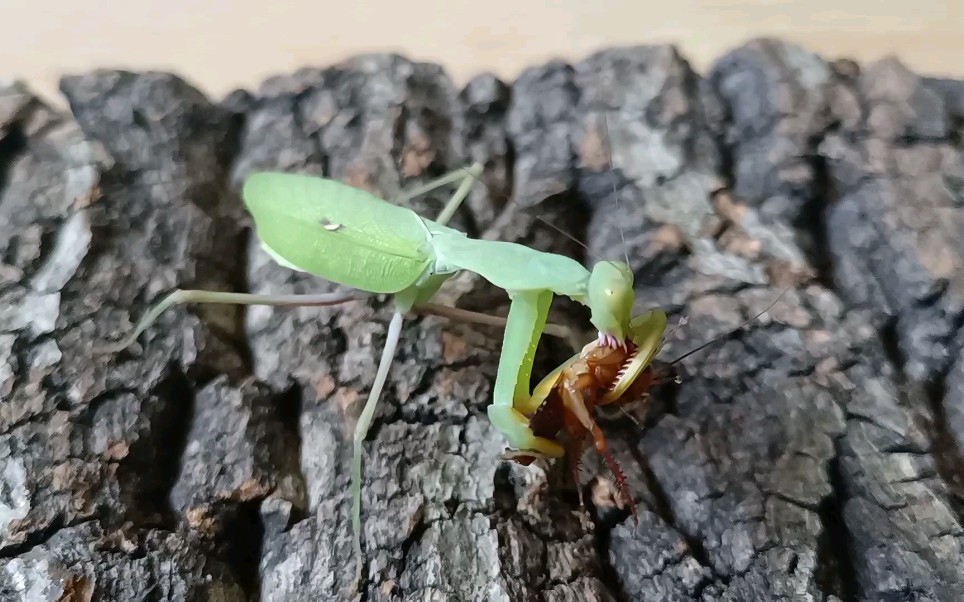 不到6厘米的sl线纹巨螳捕食蟑螂