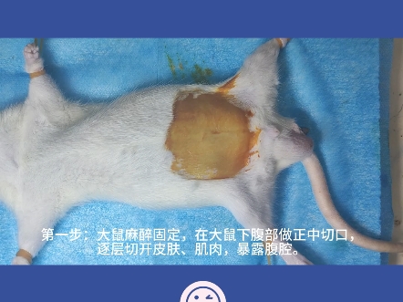实验干货丨大鼠不完全结扎输尿管构建膀胱出口部分梗阻模型