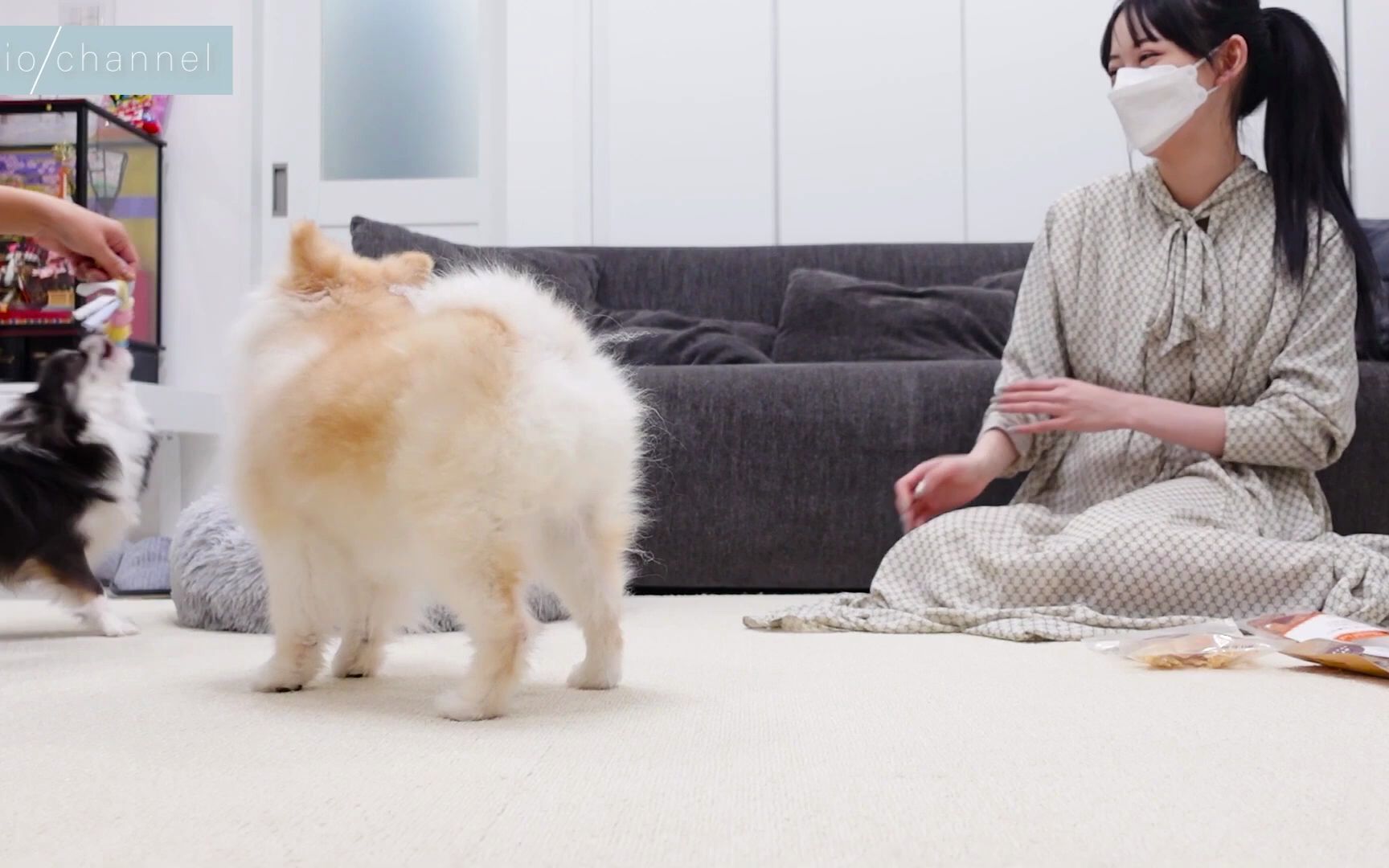 谁是狗推し活第一弾ずっと会いたかった犬様たち