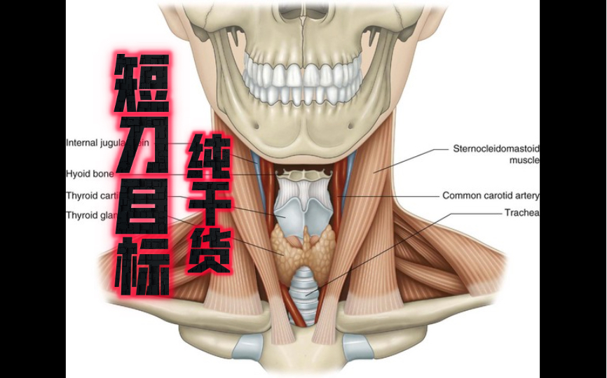 [图](纯干货）短刀目标，解剖学角度讲lethal zone