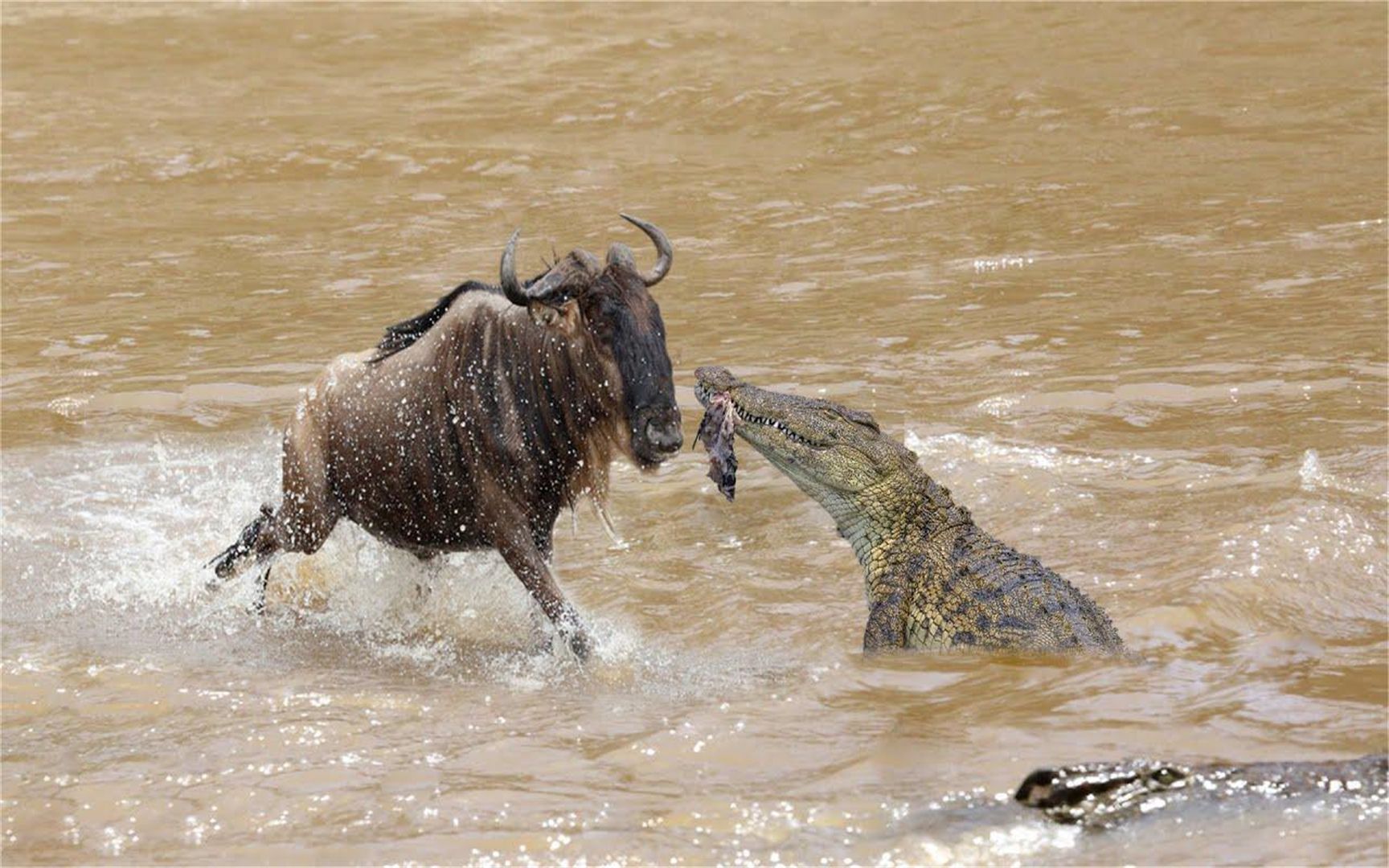 鳄鱼捕捉500斤的角马,生拉硬拽,把角马浸入水中