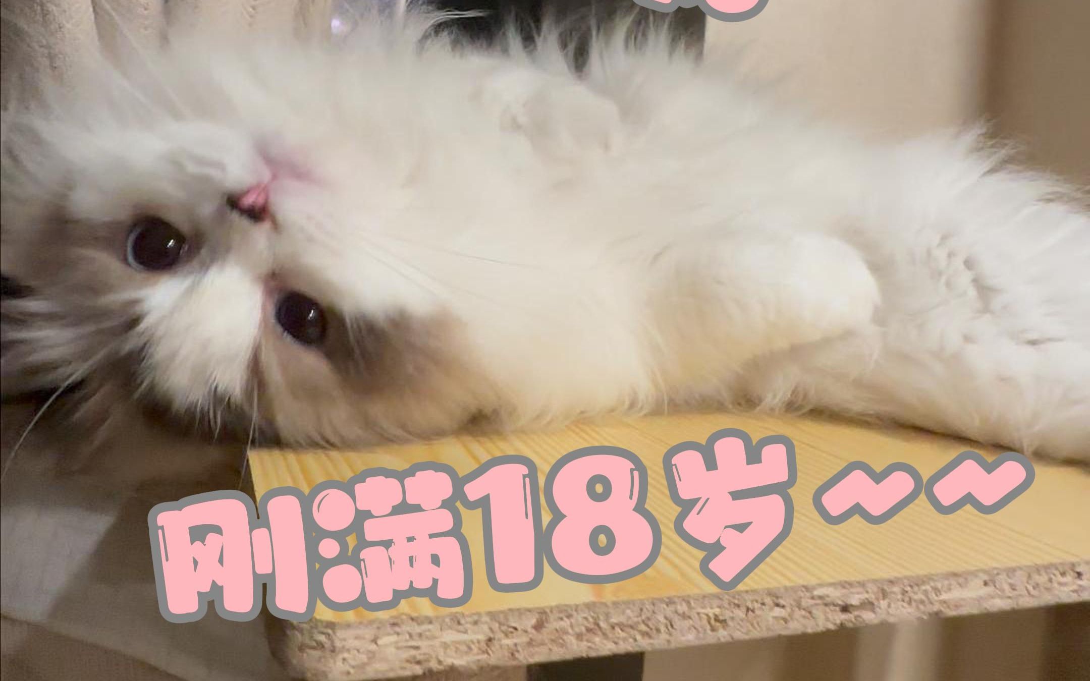 因为我刚满18岁