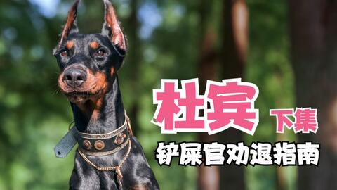第21期 杜宾有什么致命缺陷 德系好还是美系好 该不该断尾 剪耳 哔哩哔哩 Bilibili