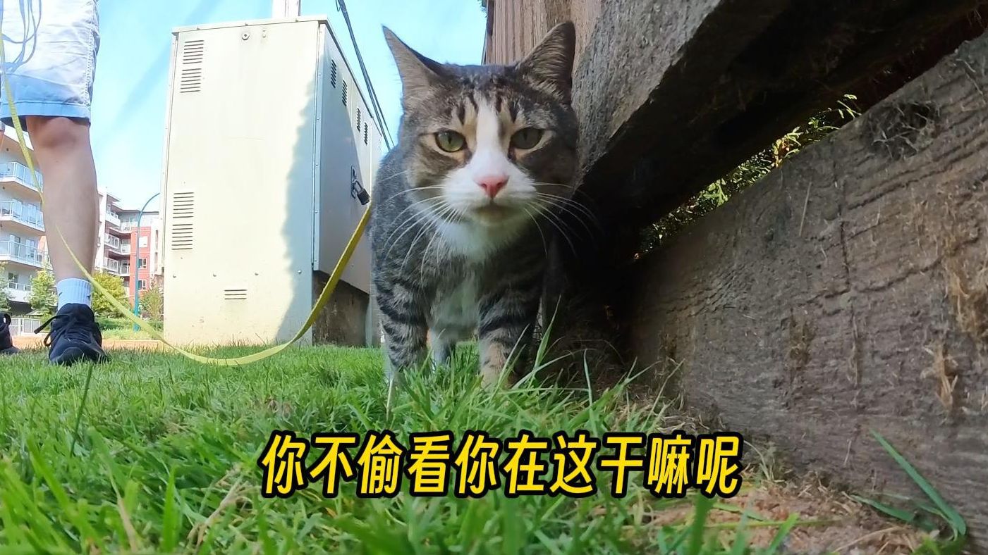 小猫车换司机了!爱遛弯的小猫都在干嘛呢哔哩哔哩bilibili