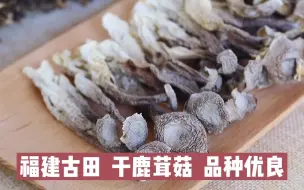 Download Video: 意康德：鹿茸菇产地在哪里呢？干货鹿茸菇的价格多少钱一斤？