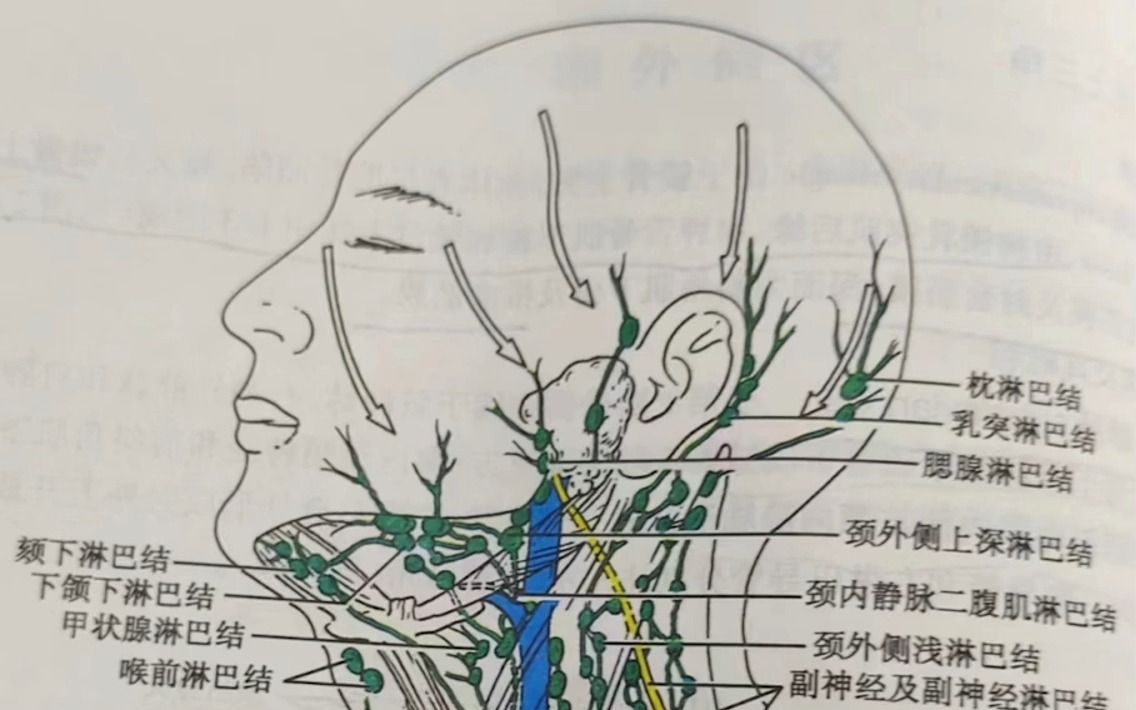 局解需要记住的淋巴结讲解哔哩哔哩bilibili