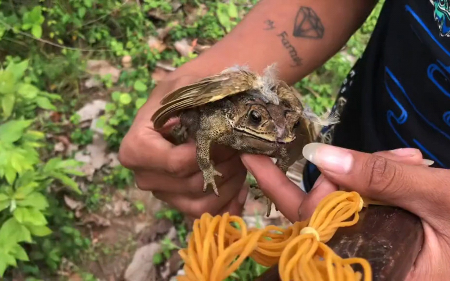 癞蛤蟆终究还是吃到了天鹅肉