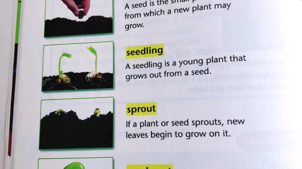 [图]美国小学科学课本 textbook vocabulary 1.2 Life Cycle of a Plant