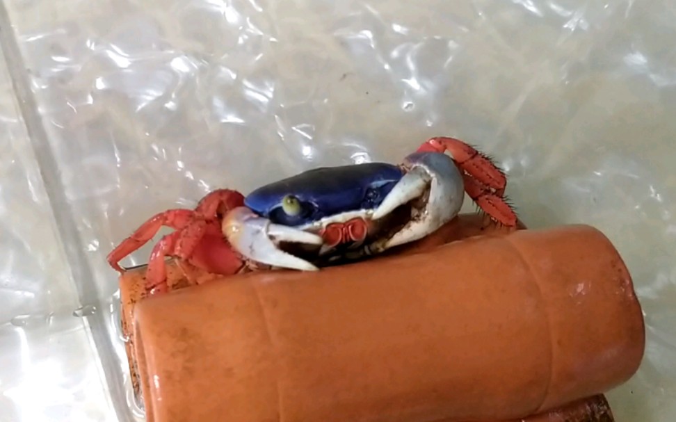 蠢萌蠢萌的武装圆轴蟹