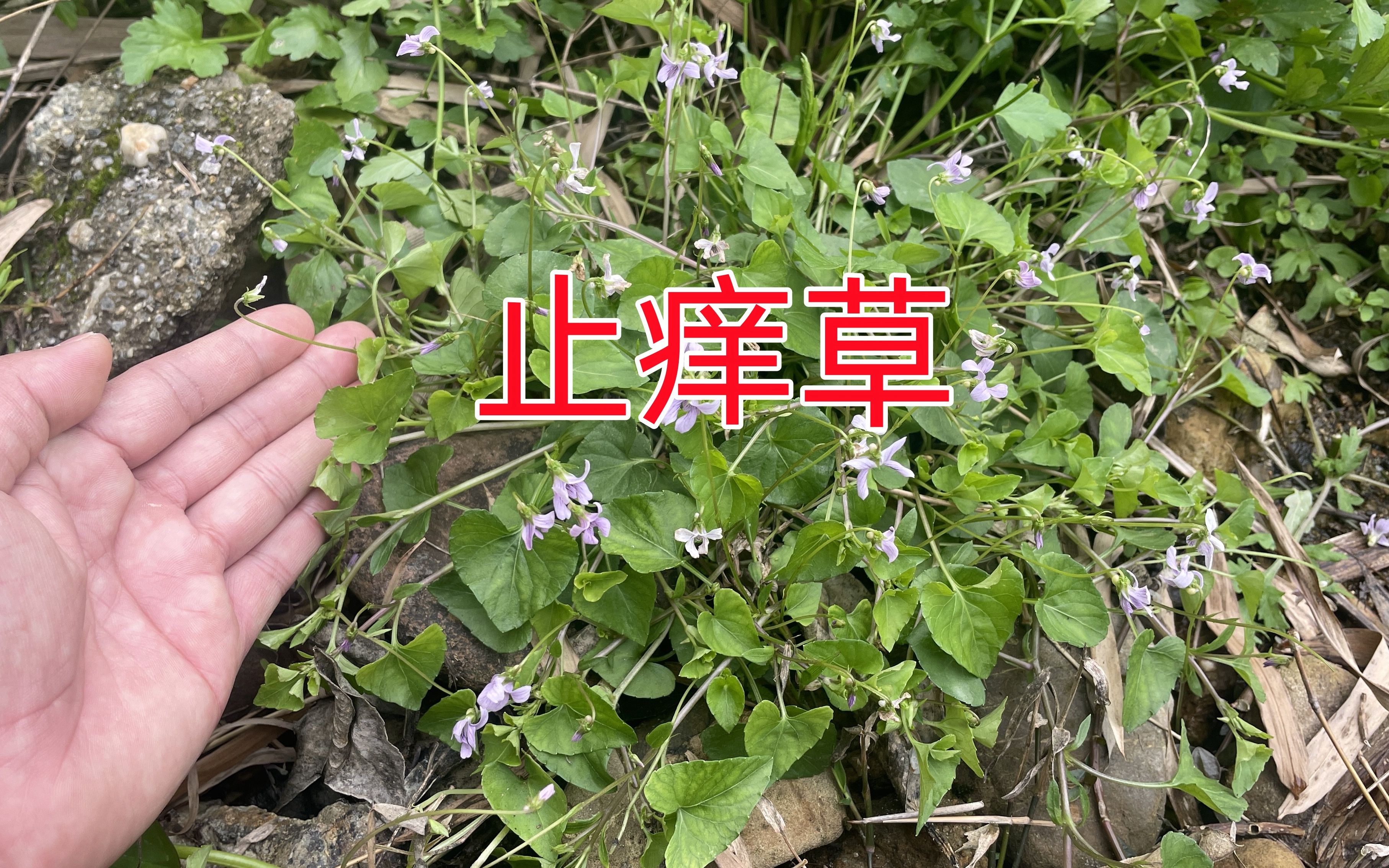 农村不起眼的“止痒草”,没想到它用途如此强大,很多人却不知道哔哩哔哩bilibili