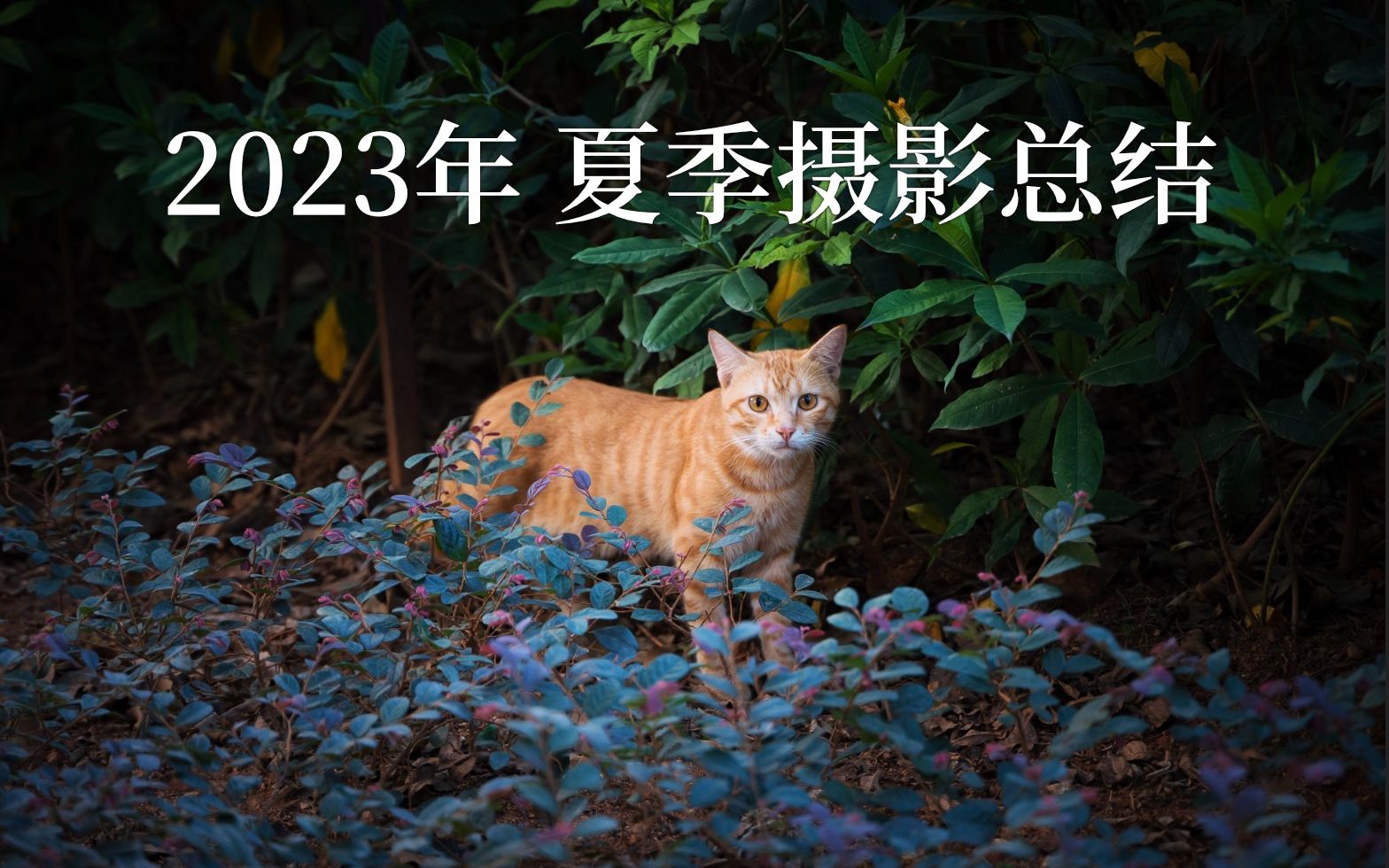 告别夏天|2023年夏季摄影总结哔哩哔哩bilibili