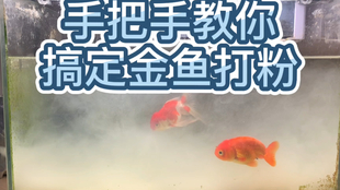 24小时极速治疗金鱼打粉病 发现早 小苏打有奇效 需要注意用量 哔哩哔哩 つロ干杯 Bilibili