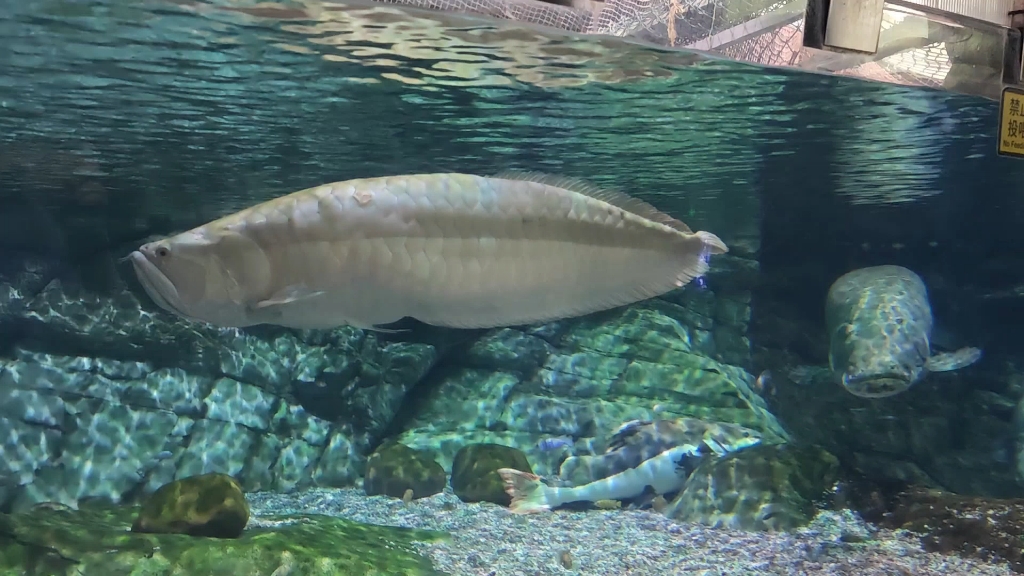 北京海洋馆巨骨舌鱼展缸