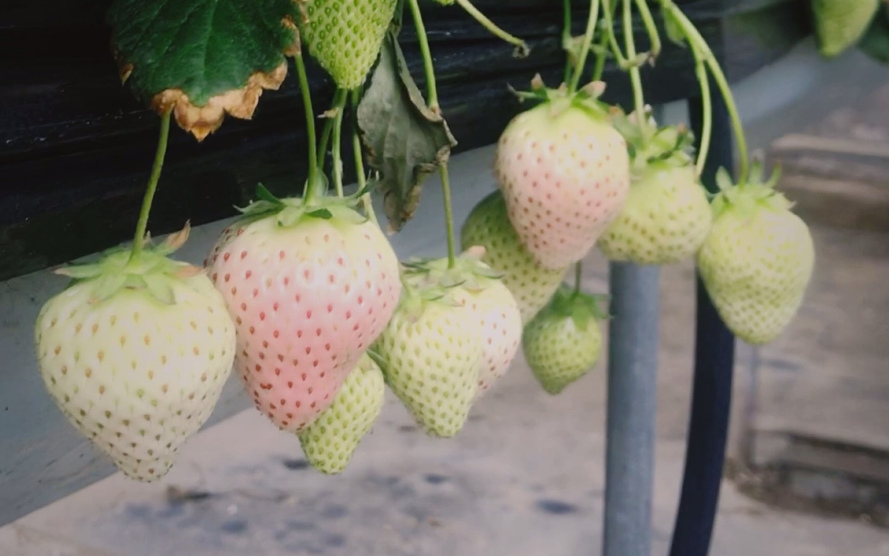 来到北京的草莓基地发现农场主也种植白草莓是白雪公主估计为了果子
