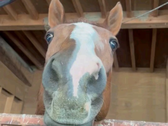 5.17】开心马马头(收到了好吃的!