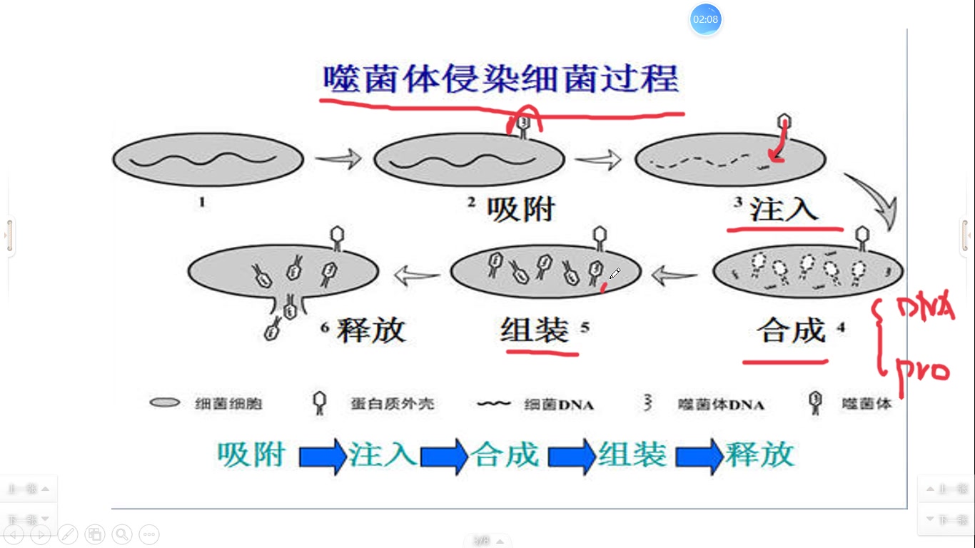 标记噬菌体的详细过程图片