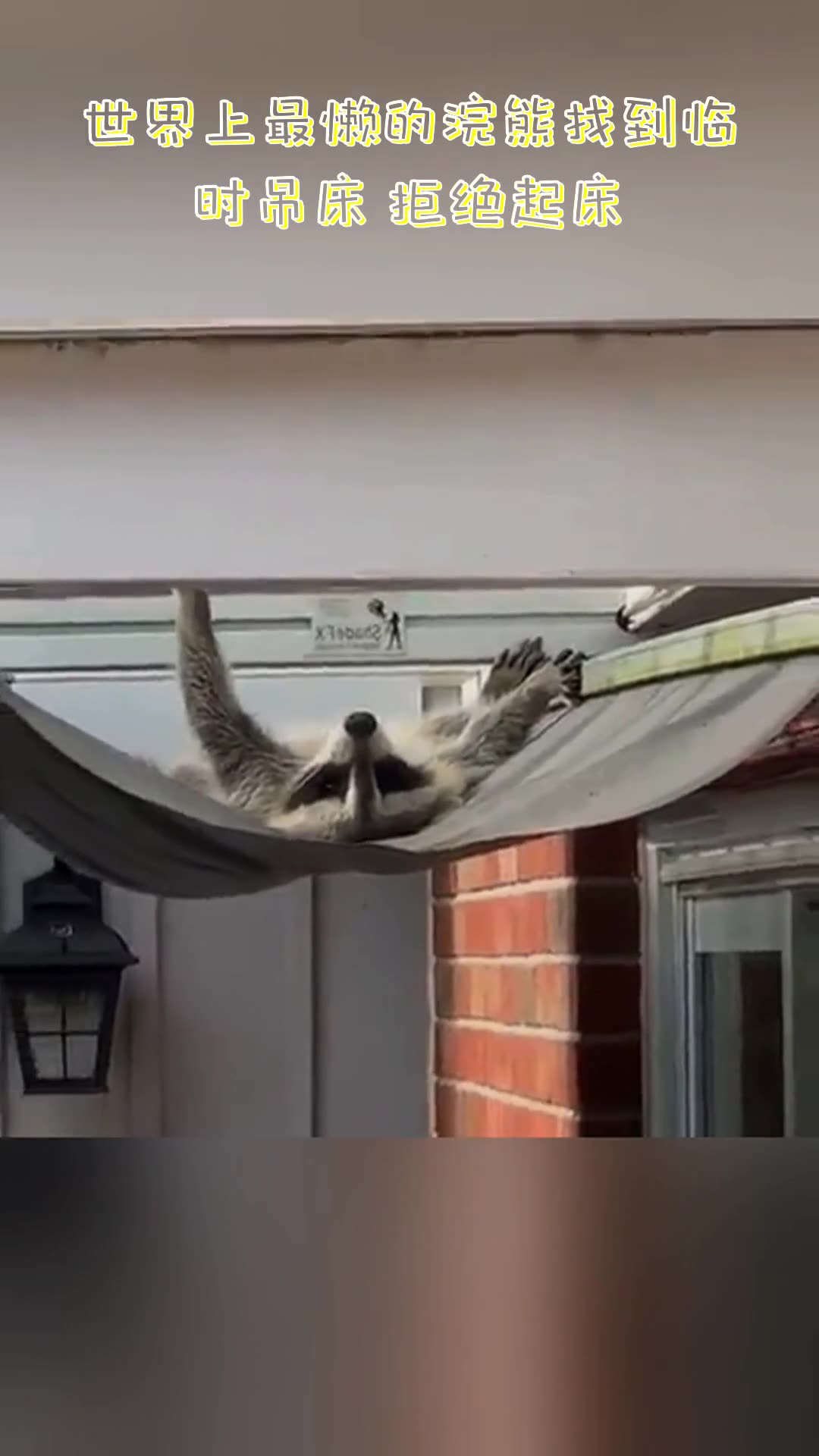 [图]**Worlds laziest raccoon finds makeshift hammock, refuses to get out of bed.** |