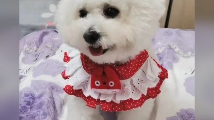 比熊犬雪球宝宝