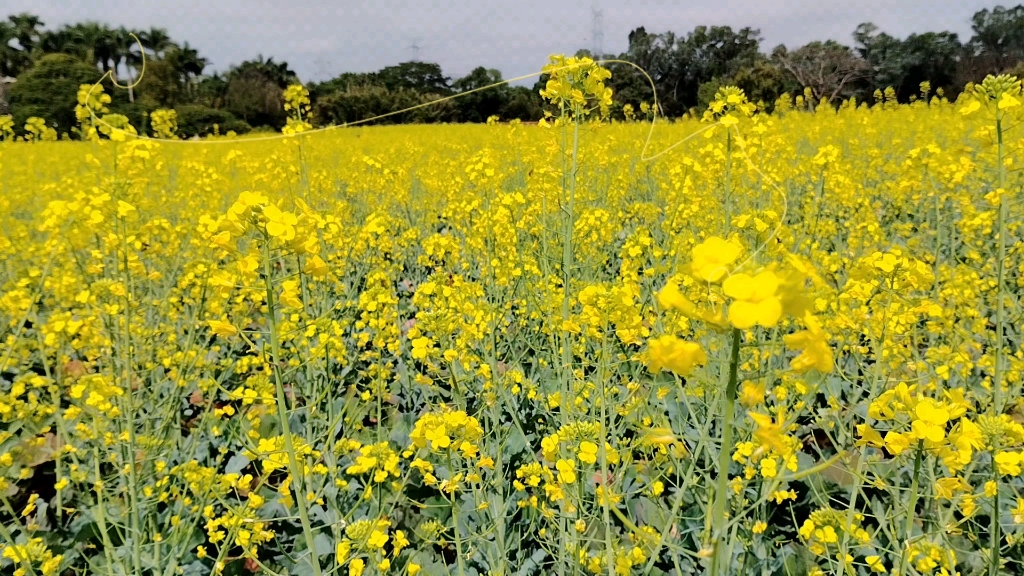 觀瀾版畫村油菜花