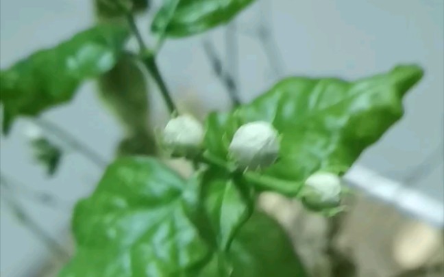 [图]含苞待放的茉莉花，你闻到香味了吗？ jasmine are opening, do you smell?